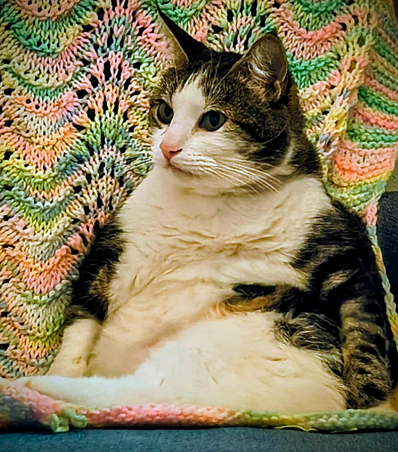 Temy joined the competition — help win amazing prizes! cat, tabby, white_fur, knitted_blanket, colorful, cozy, indoor, pet, relaxed, feline, sitting, soft_texture, curious, fur_pattern, closeup, domestic_cat, resting, comfort, background, warm