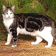 Temy joined the competition — help win amazing prizes! cat, tabby_cat, green_eyes, fur, outdoor, grass, foliage, nature, animal, pet, alert, standing, mammal, whiskers, ears, tail, daylight, curious, ground, wildlife