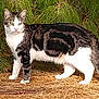 cat, tabby_cat, green_eyes, fur, outdoor, grass, foliage, nature, animal, pet, alert, standing, mammal, whiskers, ears, tail, daylight, curious, ground, wildlife