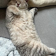 Una participe au concours pour gagner de l'argent avec cette photo : animal, cat, comfort, cozy, cushion, cute, domestic_cat, feline, fluffy, fur, indoor, mammal, nap, paw, pet, relaxed, resting, sleeping, soft, whiskers