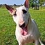 bull_terrier, dog, pet, canine, animal, grass, outdoor, sunny, daylight, nature, greenery, tongue_out, happy, ears_up, muzzle, portrait, friendly, playful, summer, park