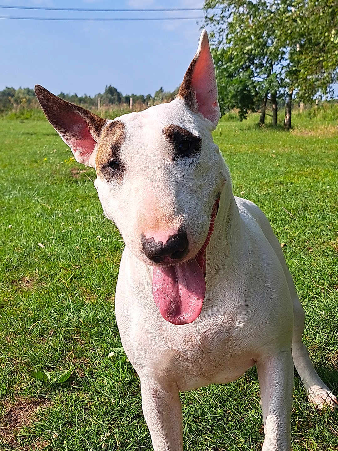 Vodka participe au concours pour gagner de l'argent avec cette photo : bull_terrier, dog, pet, canine, animal, grass, outdoor, sunny, daylight, nature, greenery, tongue_out, happy, ears_up, muzzle, portrait, friendly, playful, summer, park