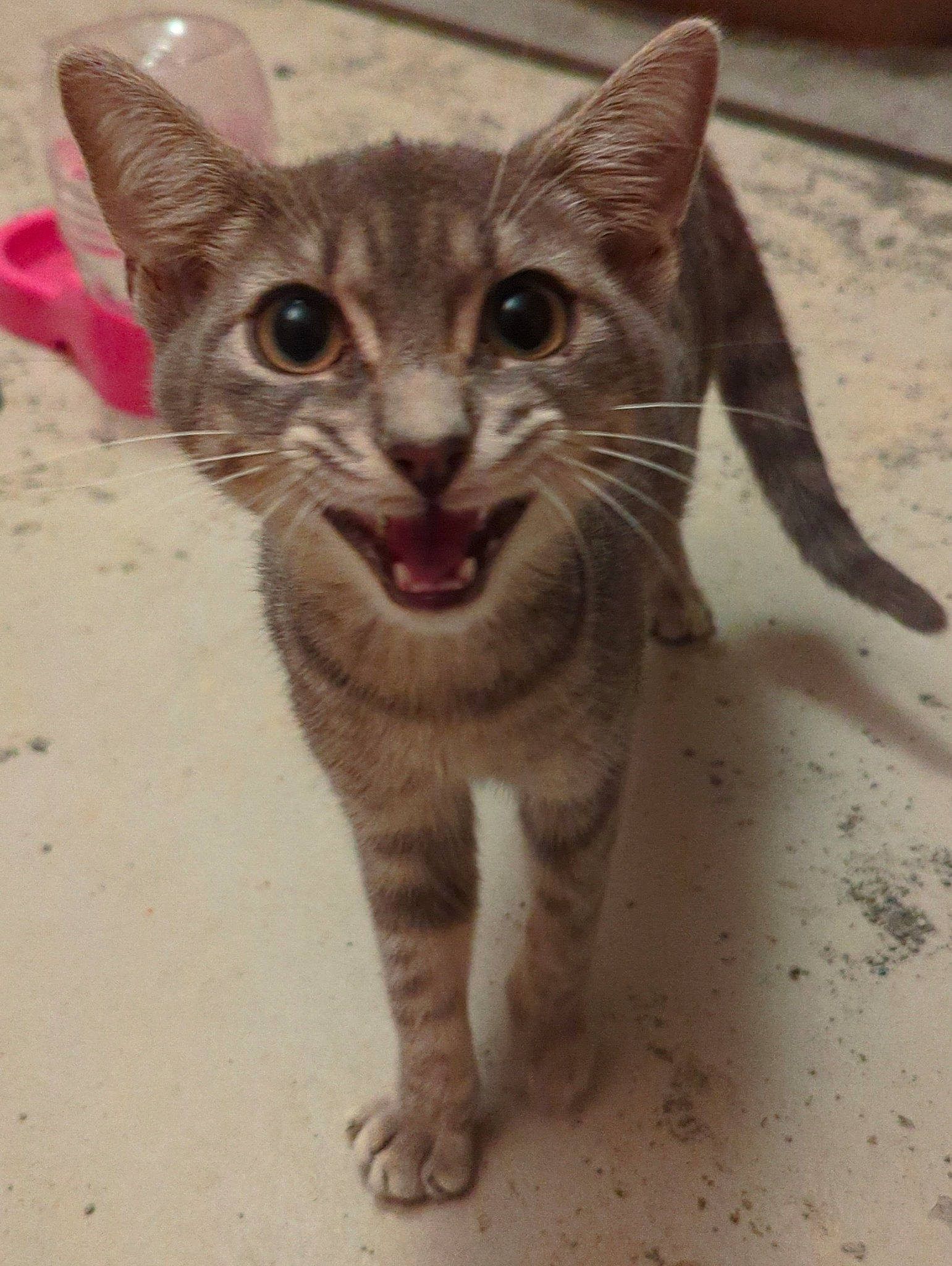 Tommy joined the competition — help win amazing prizes! carnivore, cat, domestic_short_haired_cat, eye, fawn, felidae, fur, paw, photo_caption, small_to_medium_sized_cats, snout, terrestrial_animal, whiskers, wildlife