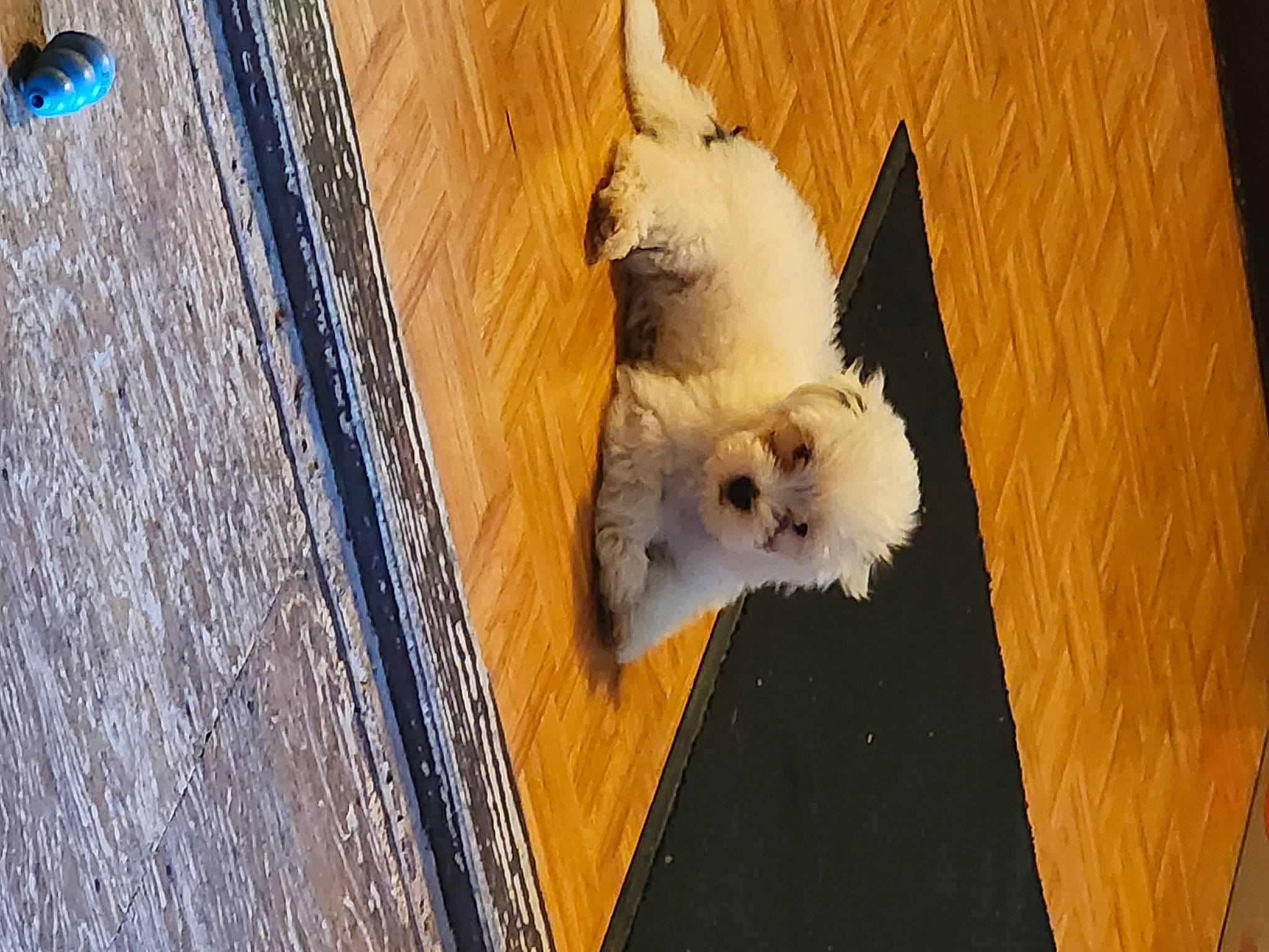 Otis is registered to the contest to win money with this photo: canidae, carnivore, companion_dog, dog, dog_breed, fawn, feather, felidae, flooring, fur, hardwood, insect, small_to_medium_sized_cats, sporting_group, tail, toy_dog, whiskers, wing, wood, wood_stain