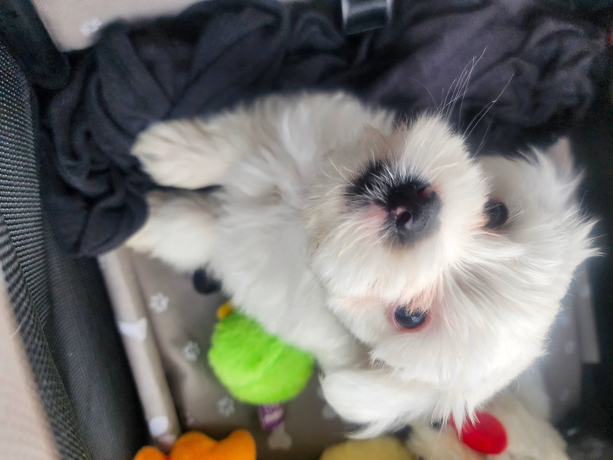 Otis is registered to the contest to win money with this photo: art, canidae, carnivore, collar, companion_dog, dog, dog_breed, dog_supply, fawn, fur, liver, mal_shi, maltepoo, pet_supply, shih_tzu, snout, sporting_group, toy_dog, whiskers, working_animal