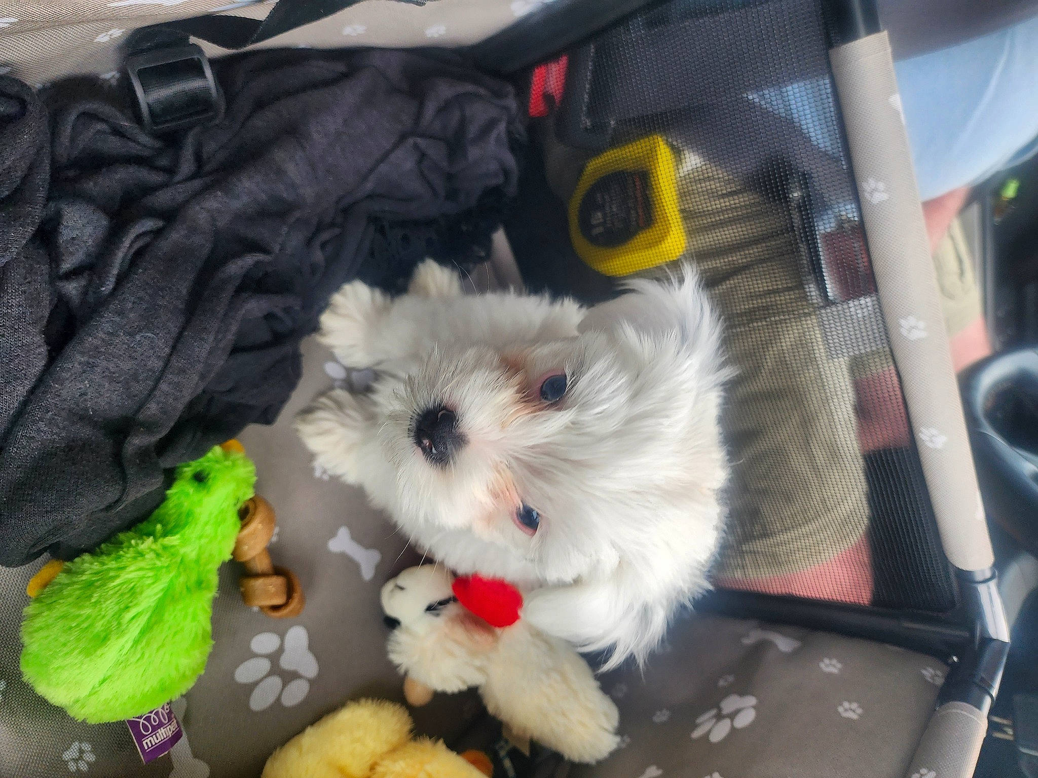 Otis is registered to the contest to win money with this photo: bag, bichon, canidae, carnivore, companion_dog, dog, dog_breed, dog_clothes, dog_supply, fur, luggage_and_bags, mal_shi, pet_supply, puppy, small_terrier, sporting_group, stuffed_toy, terrier, toy, toy_dog