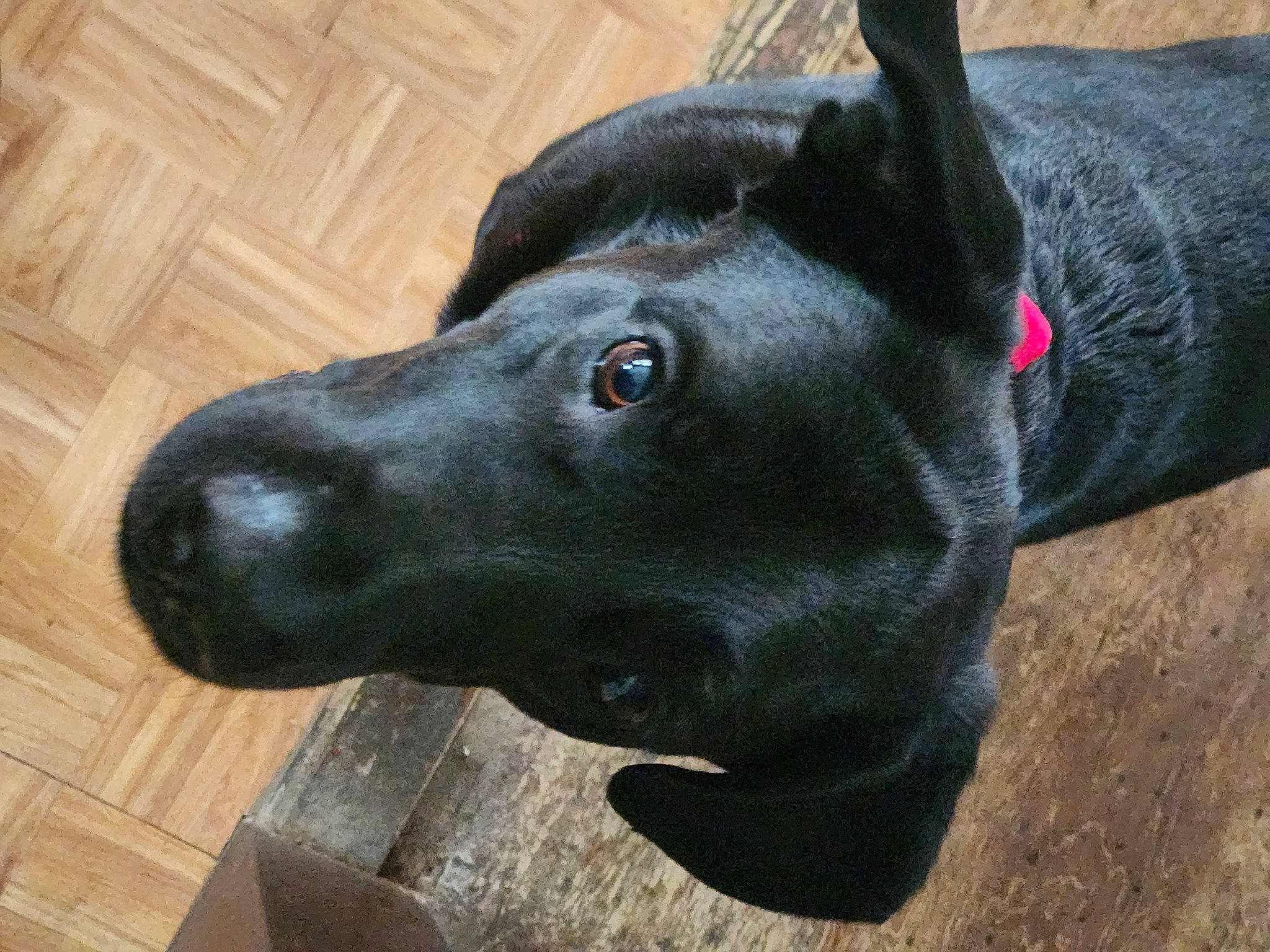 Buddy joined the competition — help win amazing prizes! borador, canidae, carnivore, collar, companion_dog, dog, dog_breed, dog_collar, ear, fawn, fur, hardwood, pet_supply, sculpture, sporting_group, terrestrial_animal, whiskers, wood, wood_stain, working_animal