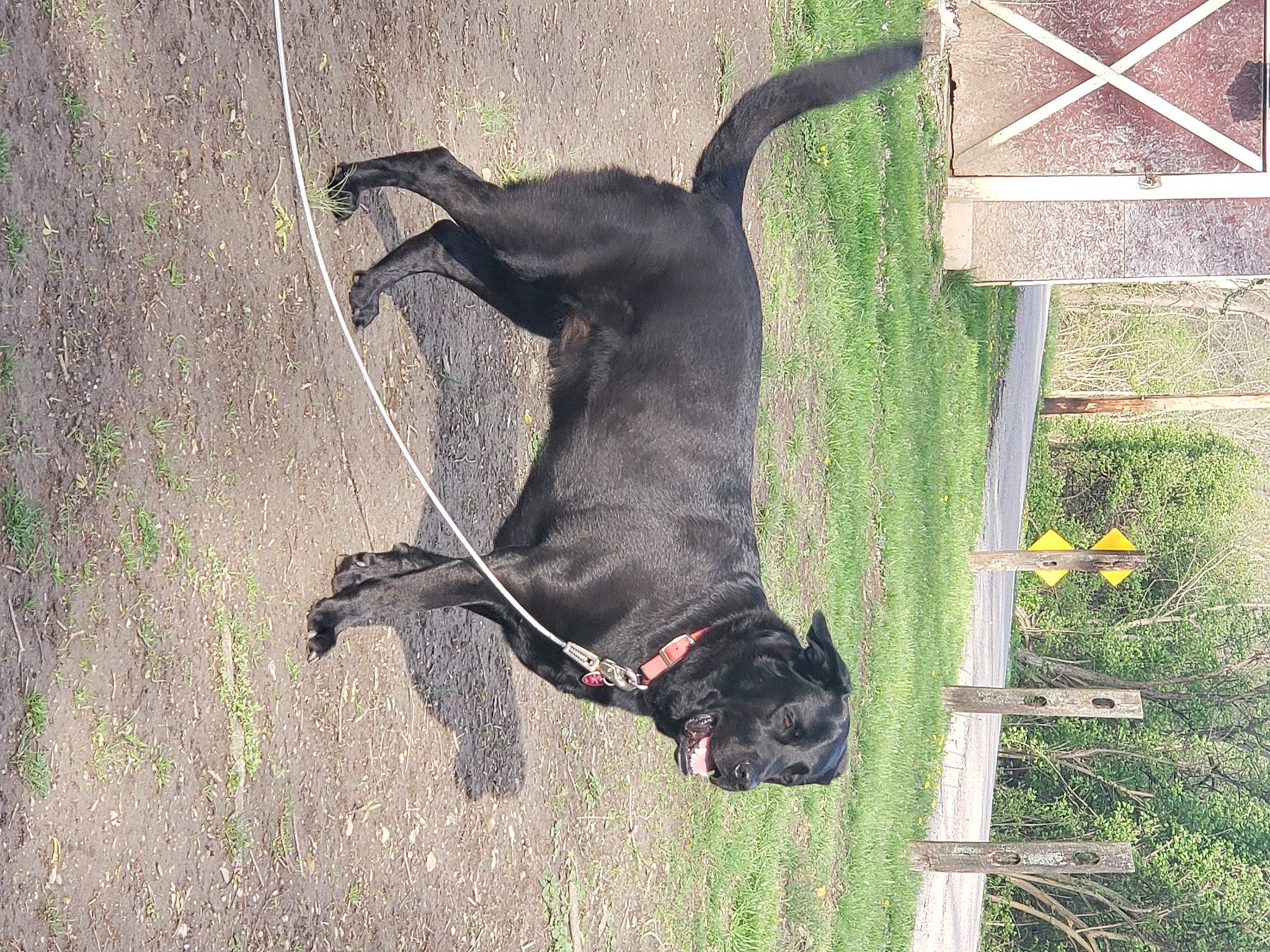 Buddy is registered to the contest to win money with this photo: canidae, carnivore, collar, companion_dog, dog, dog_breed, dog_collar, dog_supply, fawn, grass, guard_dog, leash, liver, pet_supply, plant, snout, sporting_group, tail, tree, working_animal