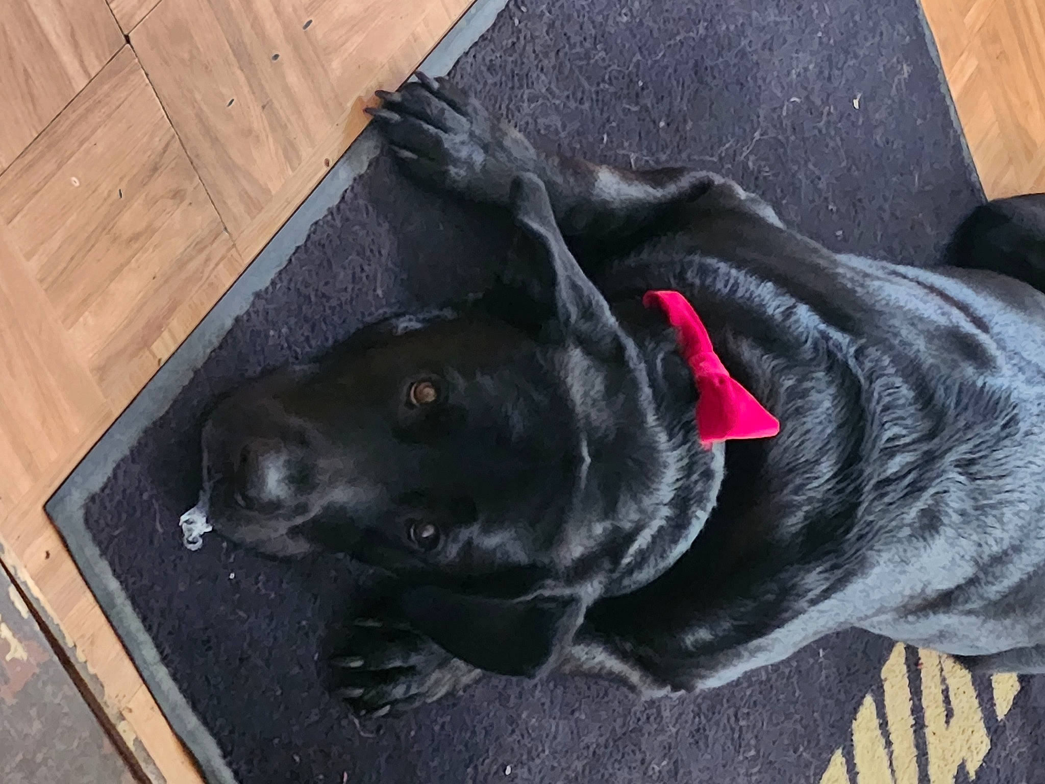 Buddy is registered to the contest to win money with this photo: borador, canidae, carmine, carnivore, collar, companion_dog, dog, dog_breed, dog_collar, fur, grey, hardwood, mammal, plank, snout, sporting_group, tail, wood, wood_stain, working_animal