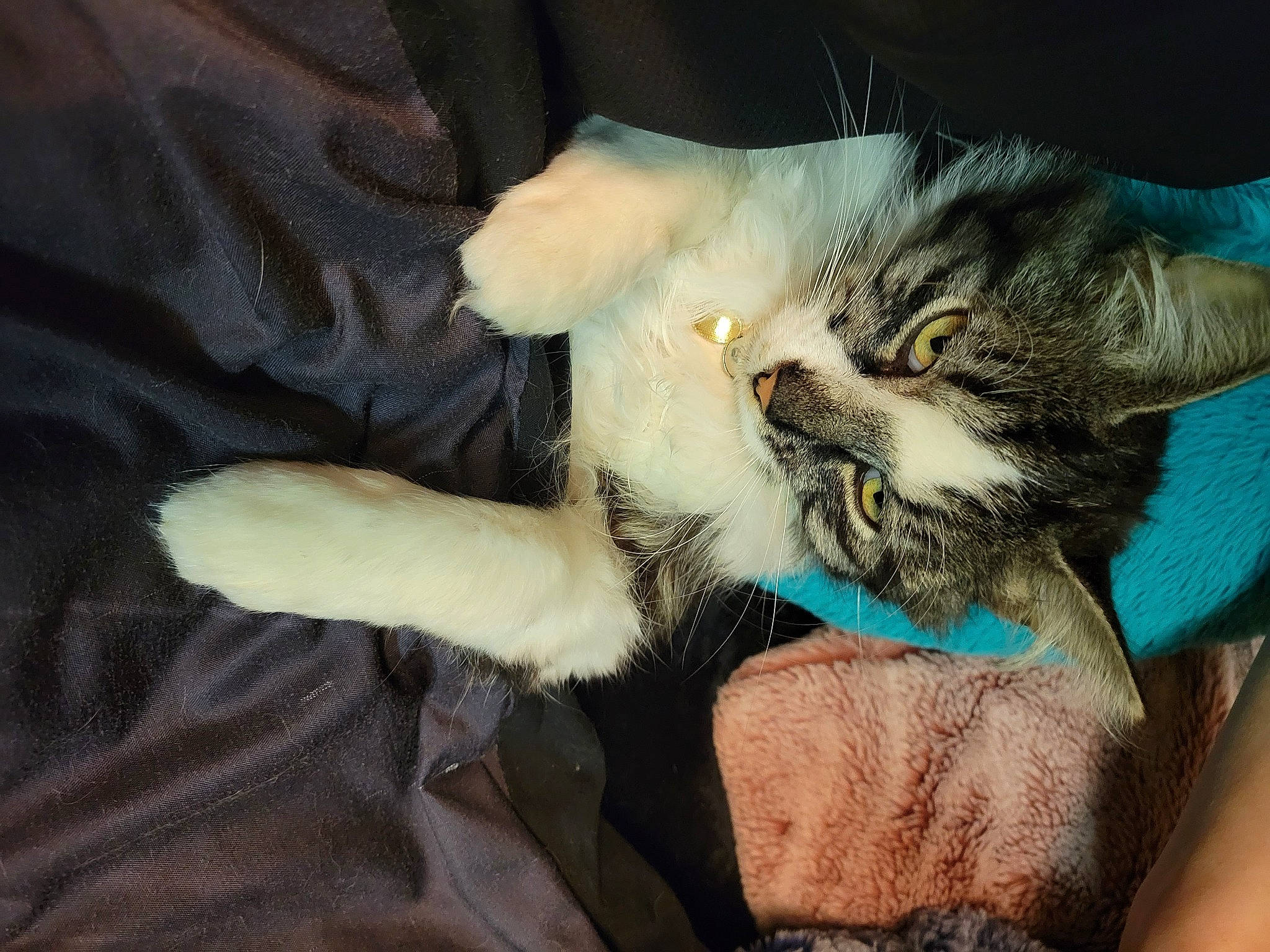 Voodoo is registered to the contest to win money with this photo: carnivore, cat, claw, comfort, domestic_short_haired_cat, ear, felidae, foot, fur, gesture, hug, lap, nail, nap, paw, sleep, small_to_medium_sized_cats, snout, tail, whiskers