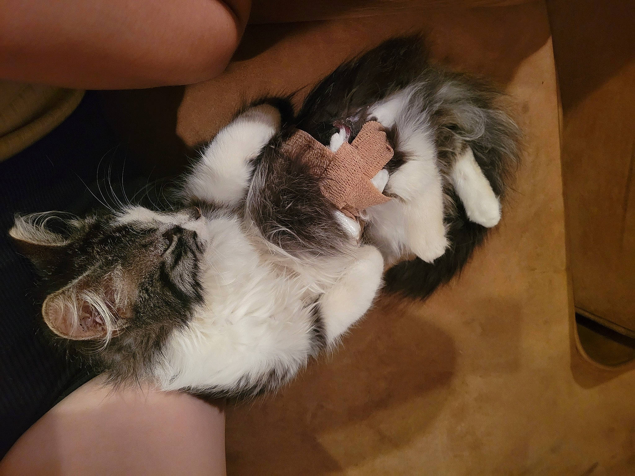 Voodoo is registered to the contest to win money with this photo: claw, comfort, companion_dog, dog_breed, domestic_short_haired_cat, ear, felidae, finger, foot, fur, hand, hardwood, human_leg, nail, paw, rabbit, rodent, small_to_medium_sized_cats, tail, whiskers