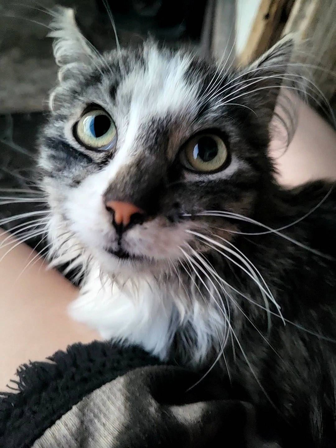 Voodoo joined the competition — help win amazing prizes! carnivore, cat, claw, close_up, domestic_short_haired_cat, door, ear, eye, eyelash, felidae, fur, hair, head, paw, small_to_medium_sized_cats, snout, terrestrial_animal, whiskers, wildlife, window