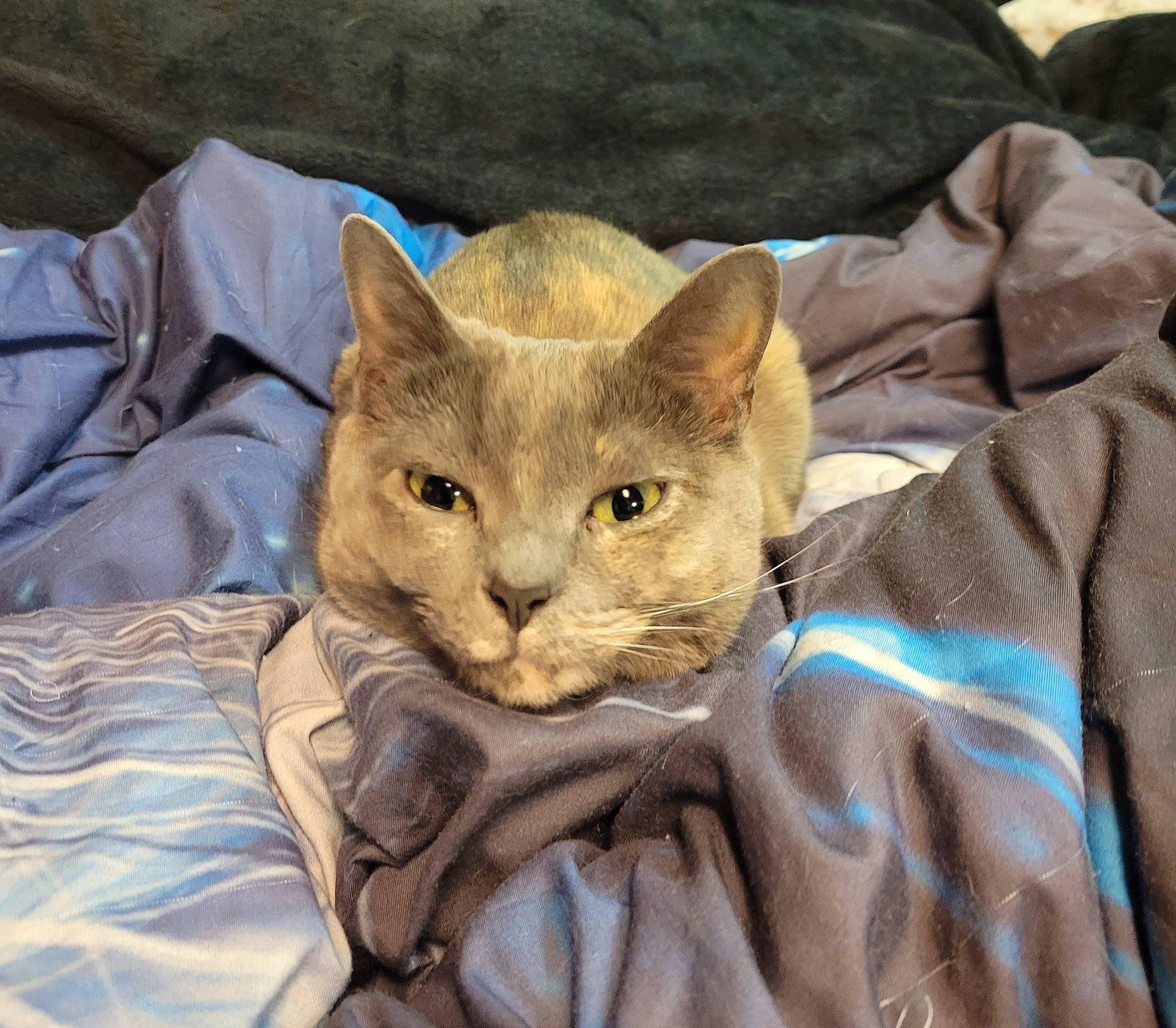 Smokey is registered to the contest to win money with this photo: carnivore, cat, comfort, domestic_short_haired_cat, fawn, felidae, fur, linens, small_to_medium_sized_cats, snout, tail, terrestrial_animal, whiskers, wildlife