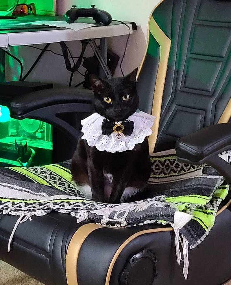 Mune joined the competition — help win amazing prizes! auto_part, automotive_design, automotive_tire, bag, carmine, carnivore, cat, comfort, desk, felidae, green, human_leg, light, linens, luggage_and_bags, motor_vehicle, personal_protective_equipment, purple, small_to_medium_sized_cats, whiskers