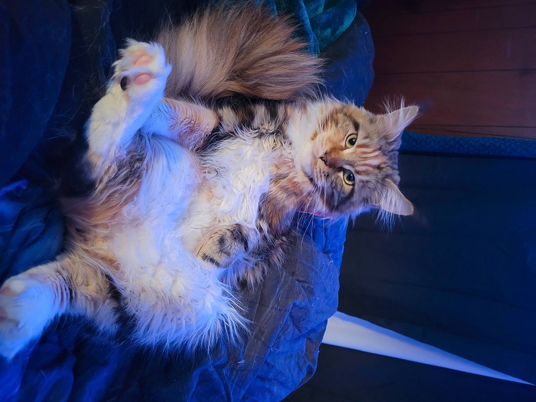 Carmel is registered to the contest to win money with this photo: blue, carnivore, cat, claw, domestic_short_haired_cat, electric_blue, event, fawn, felidae, fur, lap, night, paw, plant, small_to_medium_sized_cats, snout, tail, whiskers, window, winter