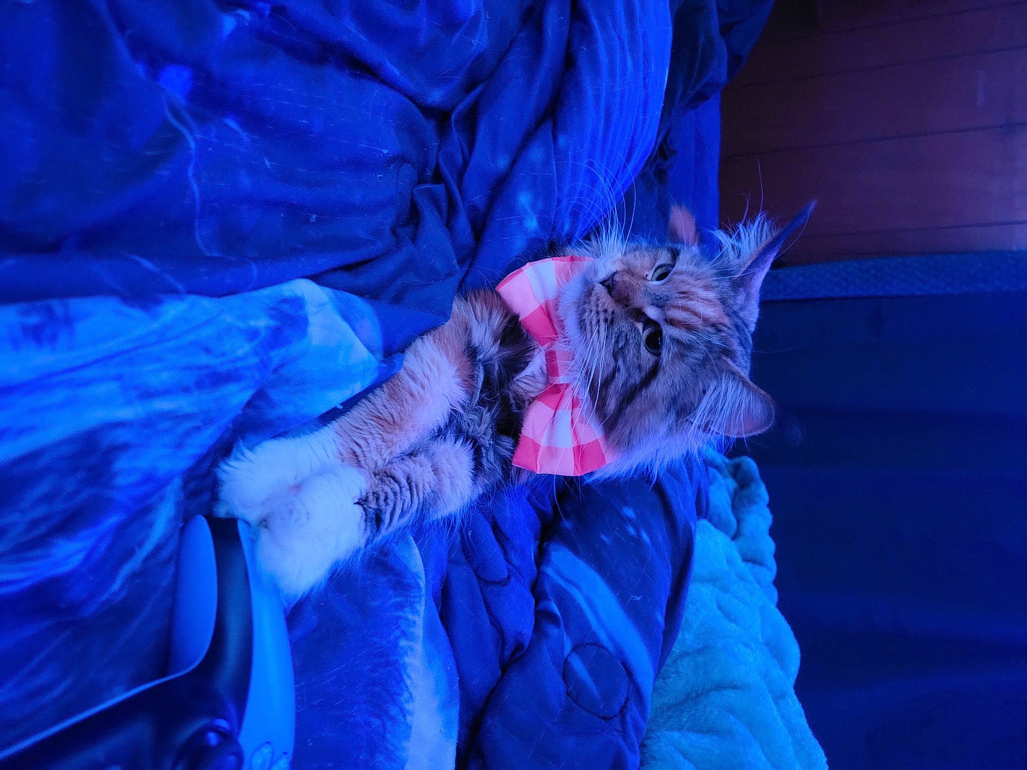 Carmel is registered to the contest to win money with this photo: big_cats, blue, carnivore, cat, claw, darkness, electric_blue, entertainment, event, felidae, fur, magenta, performance, performing_arts, purple, small_to_medium_sized_cats, whiskers, wildlife