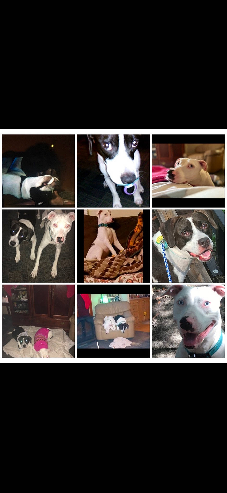 Remi joined the competition — help win amazing prizes! canidae, carnivore, circle, collage, collar, companion_dog, dog, dog_breed, dog_collar, dog_supply, fawn, flash_photography, font, fur, pet_supply, selfie, snout, sporting_group, stock_photography, working_animal