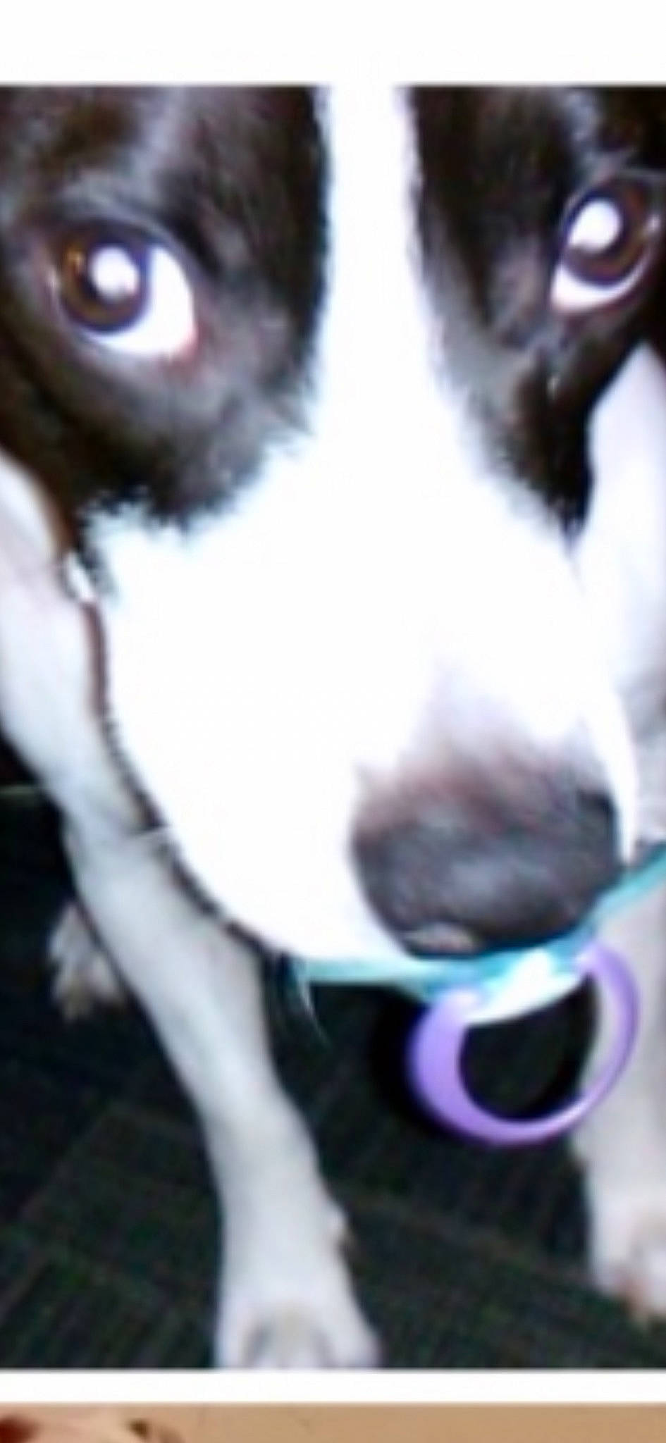 Remi is registered to the contest to win money with this photo: canidae, carnivore, chilean_fox_terrier, collar, companion_dog, dog, dog_breed, dog_collar, dog_supply, electric_blue, fur, mcnab, non_sporting_group, snout, sporting_group, whiskers, working_animal, working_dog