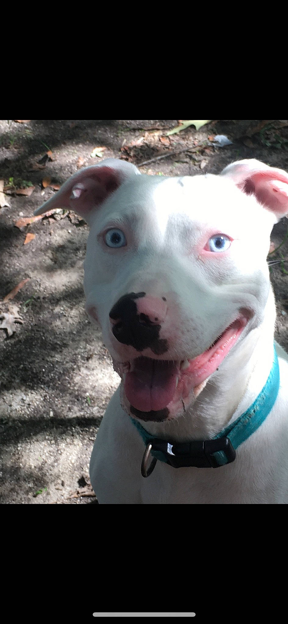 Luna joined the competition — help win amazing prizes! canidae, carnivore, collar, companion_dog, cordoba_fighting_dog, dog, dog_breed, dog_collar, dogo_argentino, fawn, jaw, non_sporting_group, pet_supply, pit_bull, snout, sporting_group, whiskers, working_animal, working_dog