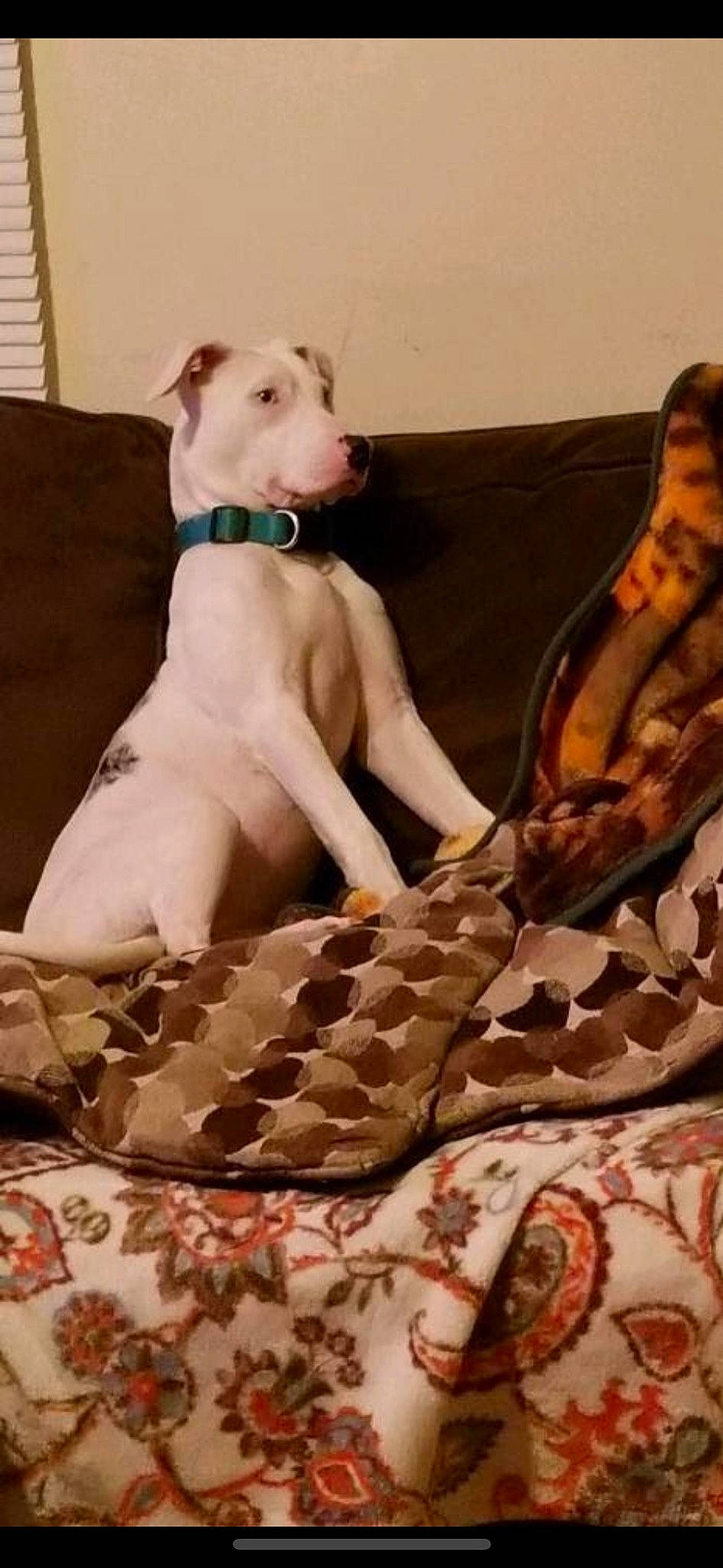 Luna is registered to the contest to win money with this photo: bedding, carnivore, collar, comfort, companion_dog, dog, dog_breed, dog_collar, dog_supply, fawn, flooring, fur, linens, mammal, pattern, pet_supply, terrestrial_animal, vertebrate, wood, working_animal