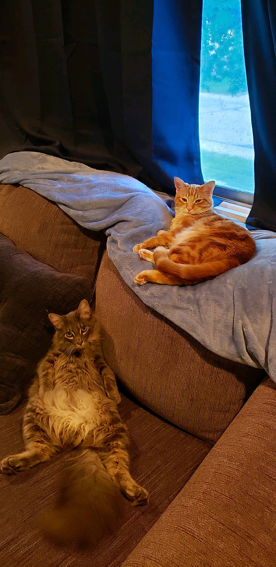 Max is registered to the contest to win money with this photo: bedding, carnivore, cat, comfort, domestic_short_haired_cat, fawn, felidae, fur, human_leg, linens, mammal, nap, paw, sand, sitting, small_to_medium_sized_cats, tail, vertebrate, whiskers, wood