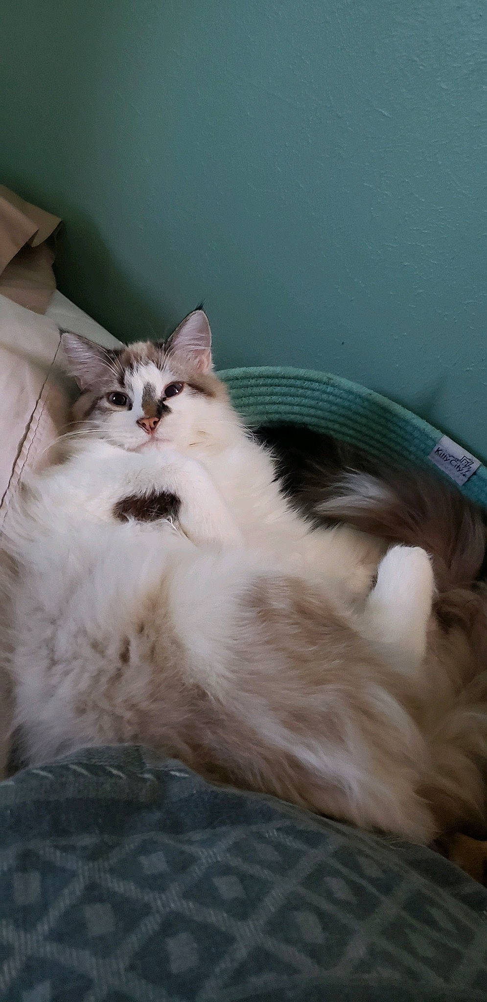 Levi is registered to the contest to win money with this photo: carnivore, cat, claw, comfort, fang, felidae, fur, hardwood, paw, small_to_medium_sized_cats, tail, terrestrial_animal, whiskers, window