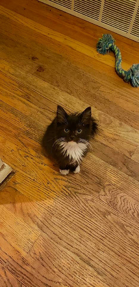 Luna is registered to the contest to win money with this photo: brown, carnivore, cat, fawn, felidae, floor, flooring, fur, hardwood, laminate_flooring, plank, plywood, small_to_medium_sized_cats, snout, tail, varnish, whiskers, wood, wood_flooring, wood_stain