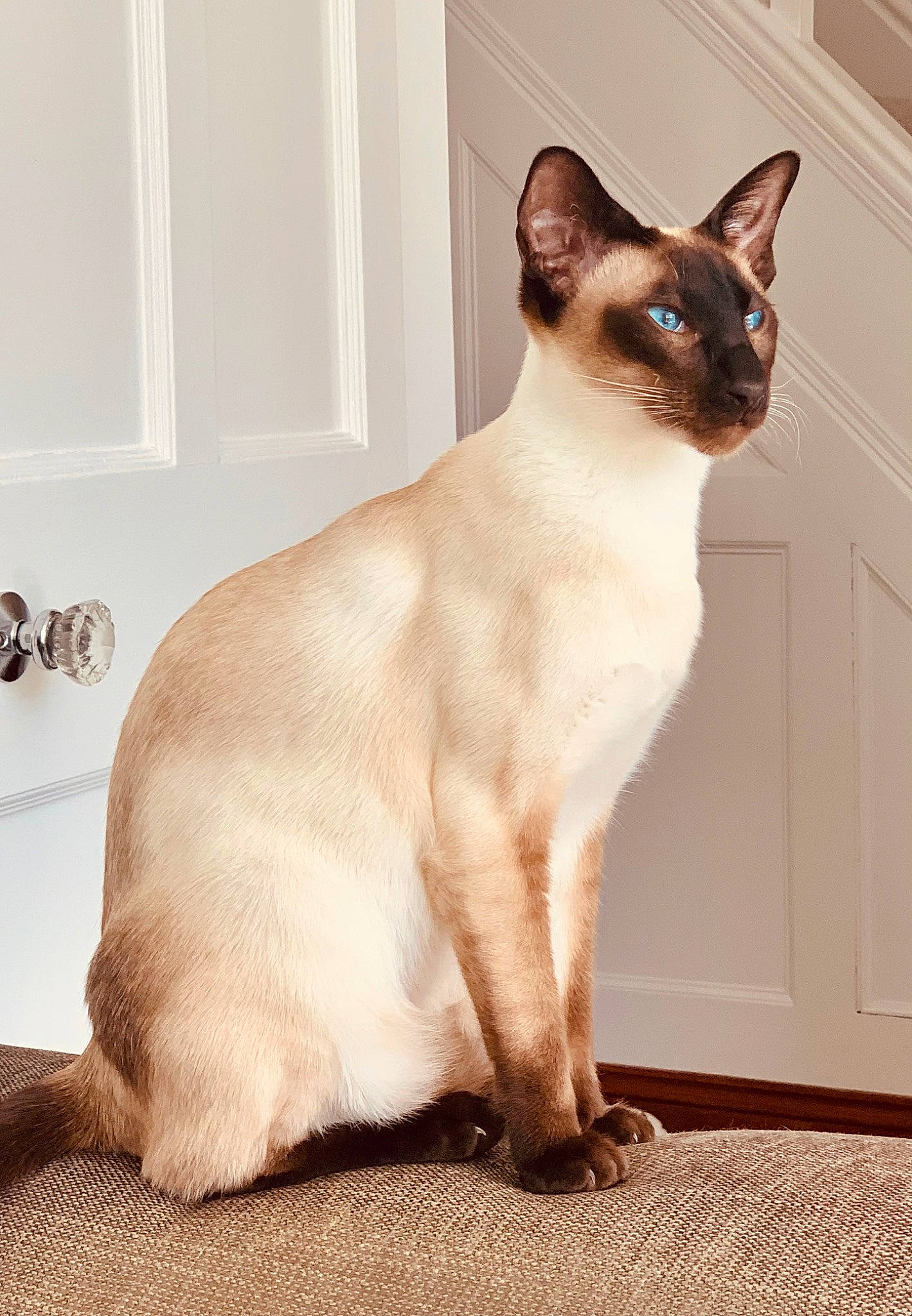Fitz is registered to the contest to win money with this photo: balinese, brown, carnivore, cat, fawn, felidae, flooring, fur, siamese, small_to_medium_sized_cats, snout, tail, thai, whiskers, window
