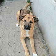 Togo participe au concours pour gagner de l'argent avec cette photo : animal, black, brown, canine, curious, dog, domestic, ears, friendly, fur, looking_up, outdoor, pavement, paws, pet, resting, sidewalk, tail, wall, white