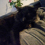 Noisette a rejoint le concours — aidez-le/la à gagner de superbes lots ! animal, armchair, blackcat, blanket, cat, chair, clothing, couch, cushion, flower, furniture, homedecor, kitten, manx, pants, person, pet, plant, pottedplant, sleeping