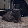 animal, backpack, bag, cable, calm, carpet, cat, cozy, domestic, feline, floor, fluffy, furniture, gray_cat, home, indoor, pet, quiet, relaxed, resting