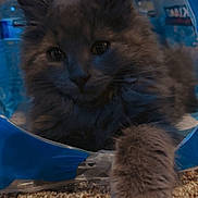 Mr.pickles is registered to the contest to win money with this photo: animal, carpet, cat, close_up, curious, cute, domestic_animal, eye_contact, feline, fluffy, gray_fur, indoor, kitten, paw, pet, plastic_bag, playful, resting, soft_fur, young_cat