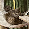 Mr.pickles is registered to the contest to win money with this photo: animal, cat, cat_tree, cozy, curious, ears, feline, fluffy, fur, gray_cat, hammock, home, indoor, looking, pet, relaxed, soft, texture, whiskers, yellow_eyes