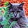 Mr.pickles