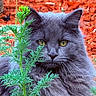 cat, gray_cat, fluffy, green_plant, outdoor, close_up, yellow_eyes, whiskers, nature, garden, mulch, fur, animal, pet, portrait, curious, leaf, plant_stem, background, wildlife