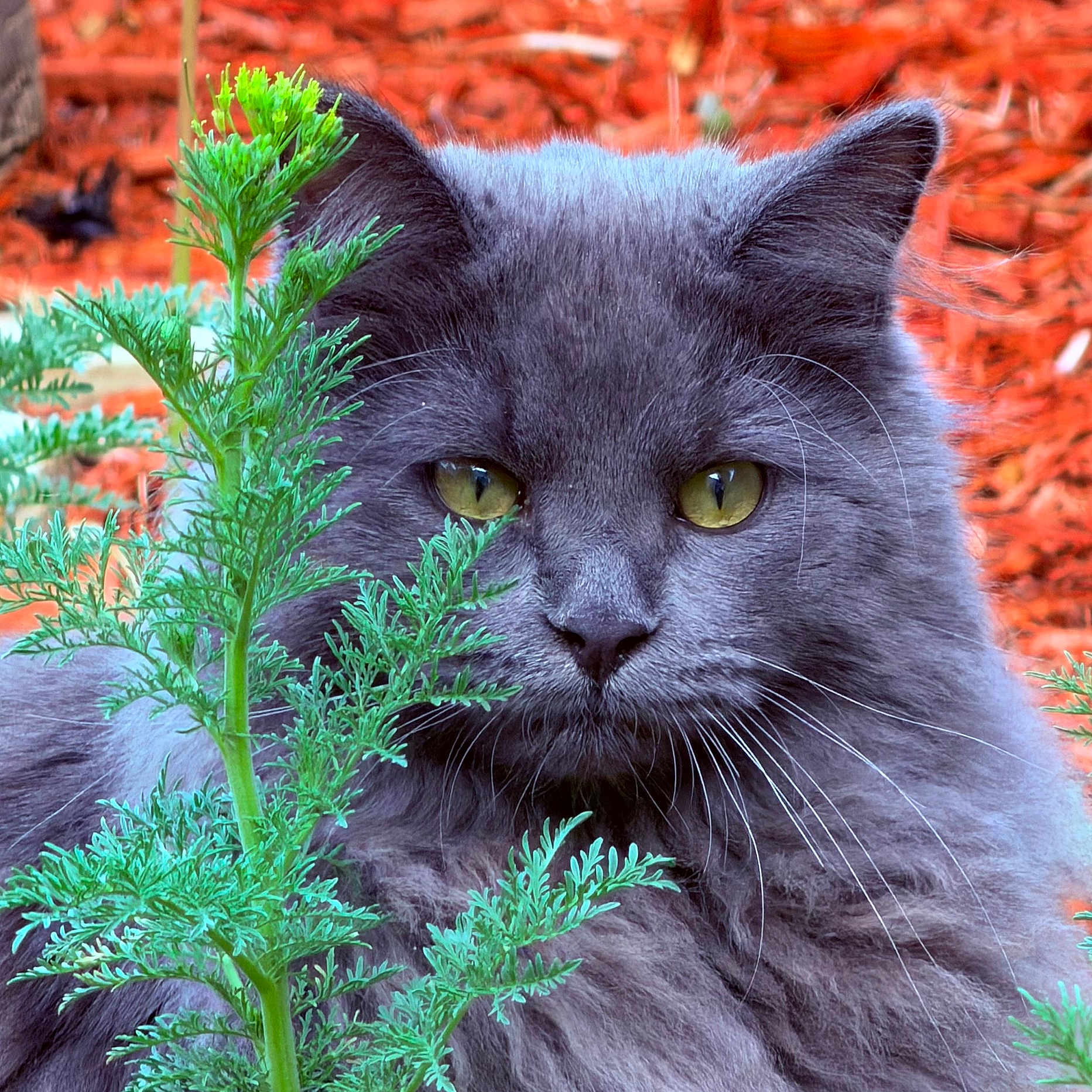 Mr.pickles