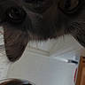 Mr.pickles is registered to the contest to win money with this photo: animal, background, cat, closeup, curious, eyes, face, funny, hair, headband, human, indoor, looking, person, pet, playful, portrait, selfie, upside_down, whiskers