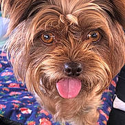 Luda is registered to the contest to win money with this photo: dog, small_dog, tongue_out, brown_fur, close_up, amber_eyes, wet_nose, fluffy, ears, whiskers, pet, companion, portrait, indoor, blanket, floral_pattern, cute, playful, furry, sofa