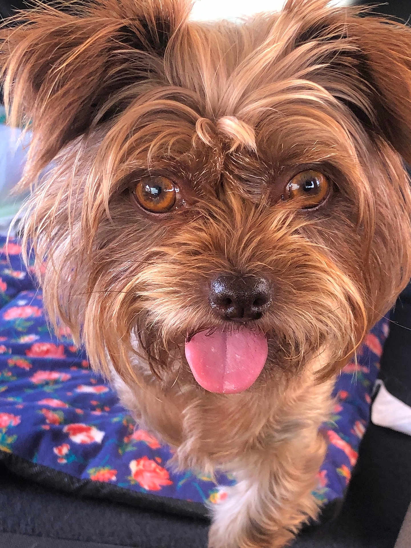 Luda is registered to the contest to win money with this photo: dog, small_dog, tongue_out, brown_fur, close_up, amber_eyes, wet_nose, fluffy, ears, whiskers, pet, companion, portrait, indoor, blanket, floral_pattern, cute, playful, furry, sofa