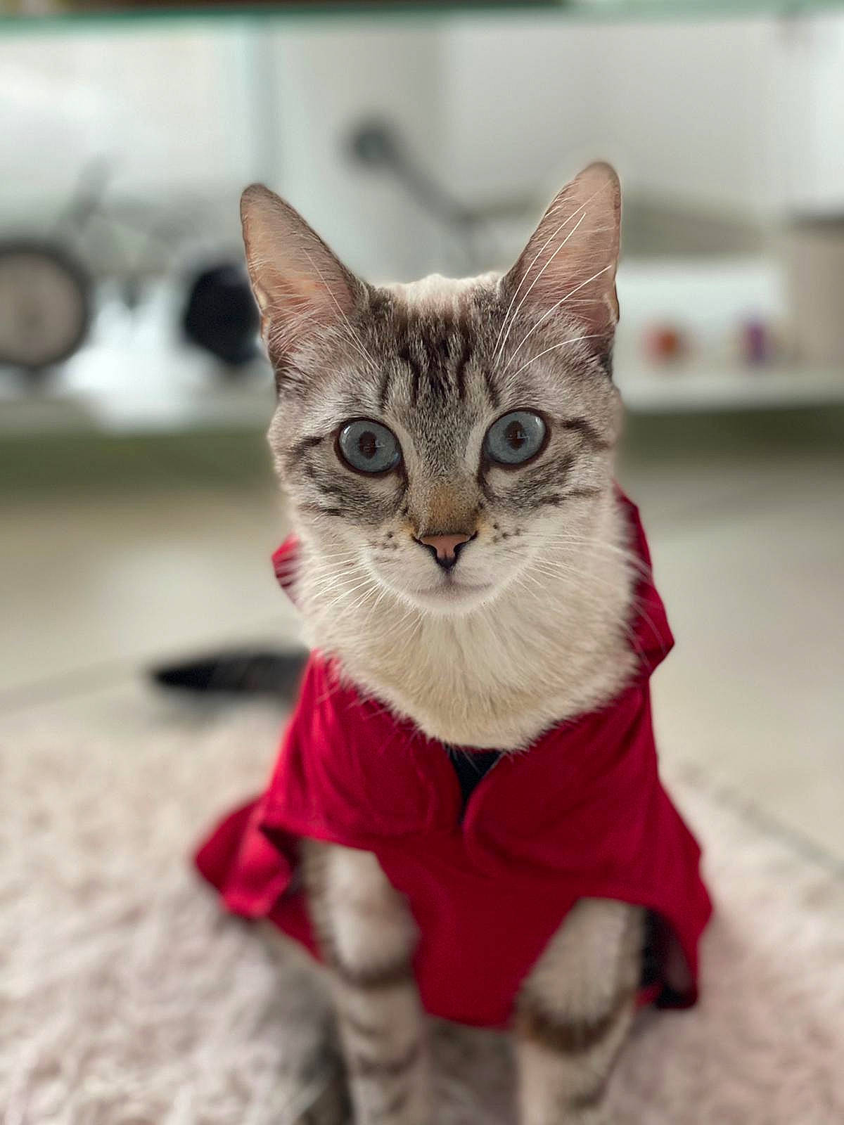 Illy a rejoint le concours — aidez-le/la à gagner de superbes lots ! art, carnivore, cat, cat_toy, claw, collar, domestic_short_haired_cat, fashion_accessory, fawn, felidae, fur, pattern, paw, small_to_medium_sized_cats, snout, tail, terrestrial_animal, toy, whiskers, wildlife