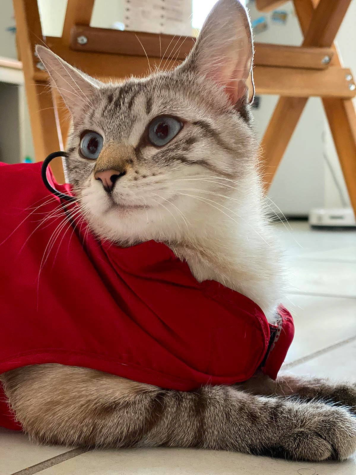 Illy a rejoint le concours — aidez-le/la à gagner de superbes lots ! carnivore, cat, cat_supply, claw, comfort, domestic_short_haired_cat, felidae, flooring, fur, paw, pet_supply, sitting, small_to_medium_sized_cats, snout, tail, whiskers, window