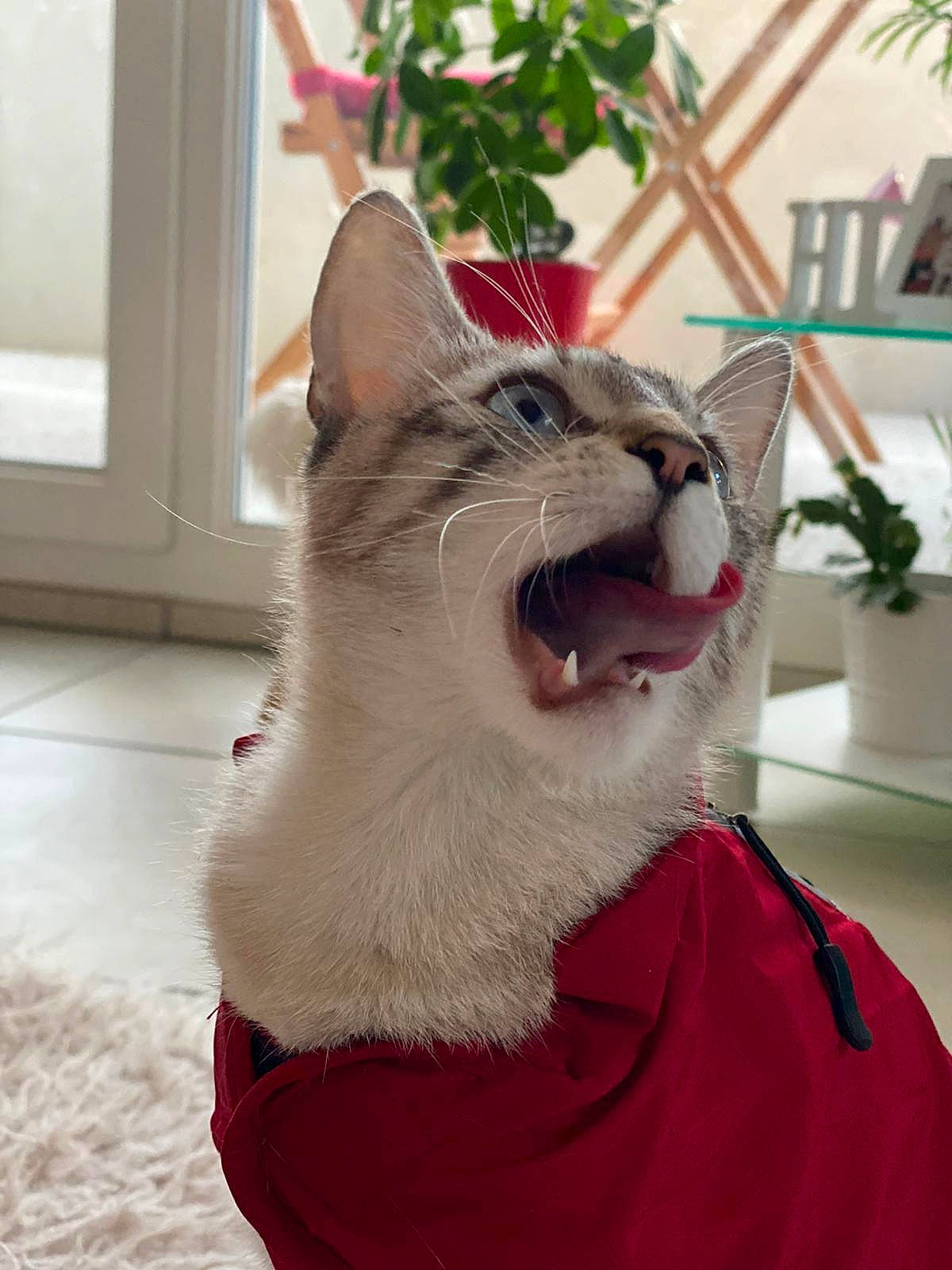 Illy participe au concours pour gagner de l'argent avec cette photo : carnivore, cat, collar, domestic_short_haired_cat, fang, fawn, felidae, flowerpot, fur, houseplant, jaw, plant, roar, small_to_medium_sized_cats, smile, snout, tail, whiskers, window, yawn