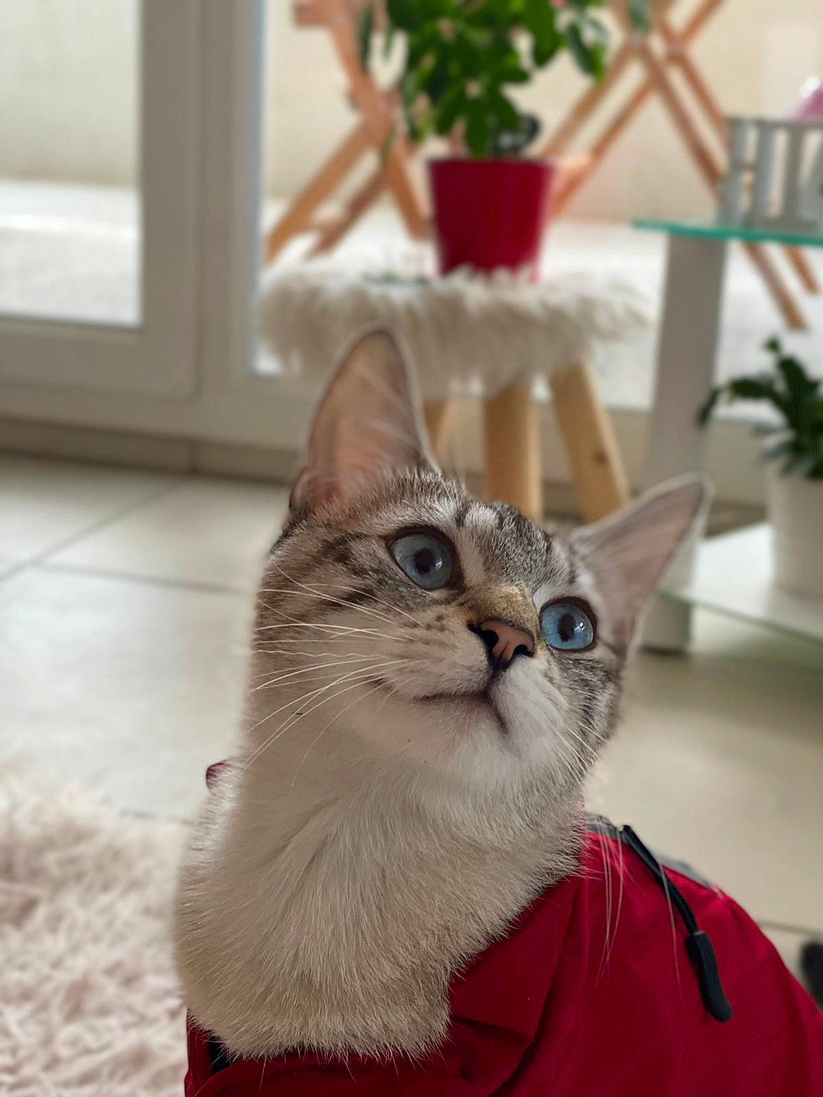 Illy a rejoint le concours — aidez-le/la à gagner de superbes lots ! art, carnivore, cat, claw, domestic_short_haired_cat, fawn, felidae, flooring, flowerpot, fur, houseplant, paw, plant, small_to_medium_sized_cats, snout, tail, tree, whiskers, window, wood