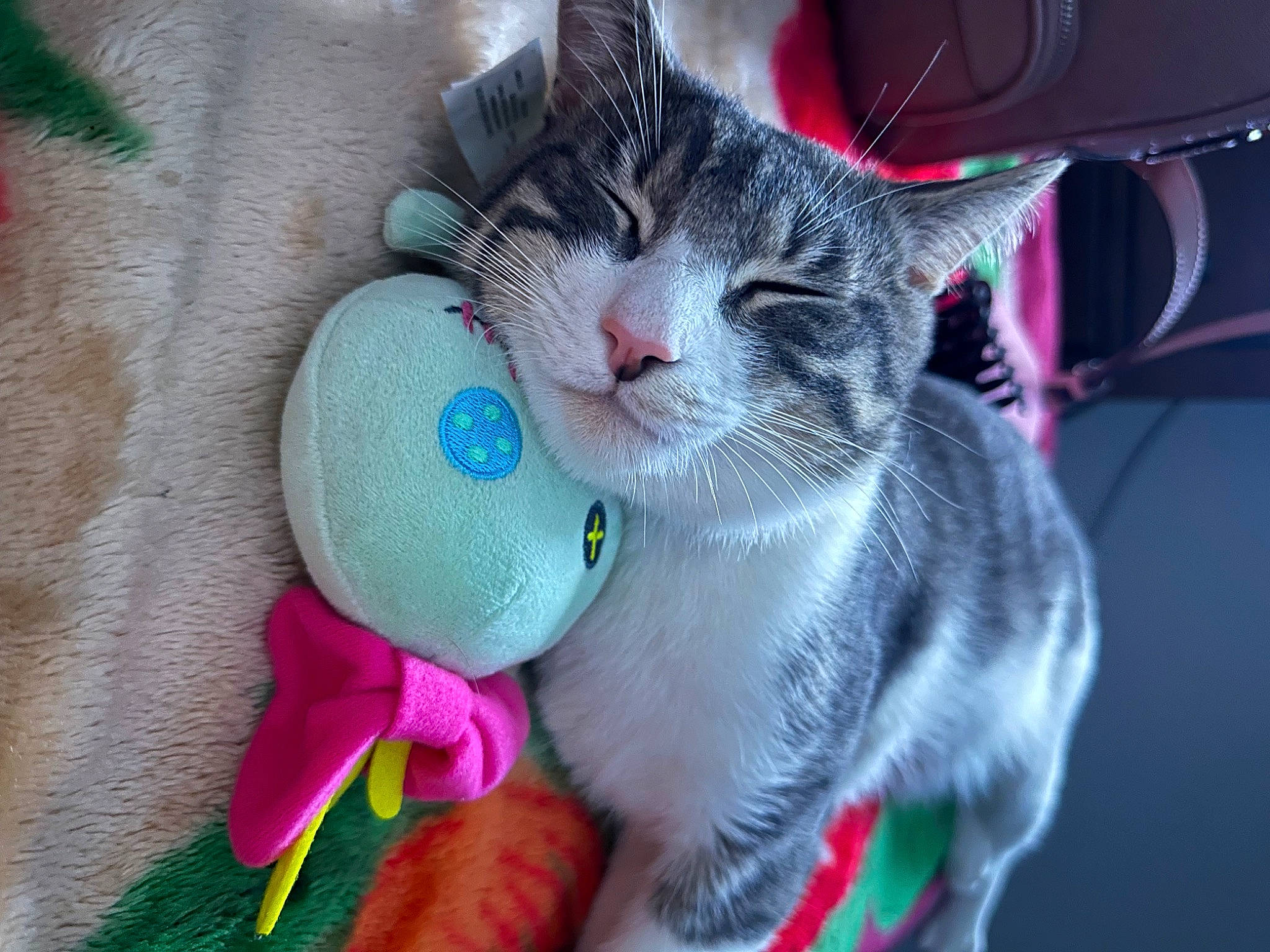 Kiwi joined the competition — help win amazing prizes! audio_equipment, carnivore, cat, cat_supply, cat_toy, claw, comfort, domestic_short_haired_cat, ear, fashion_accessory, felidae, fur, magenta, paw, russian_blue, small_to_medium_sized_cats, snout, tail, toy, whiskers