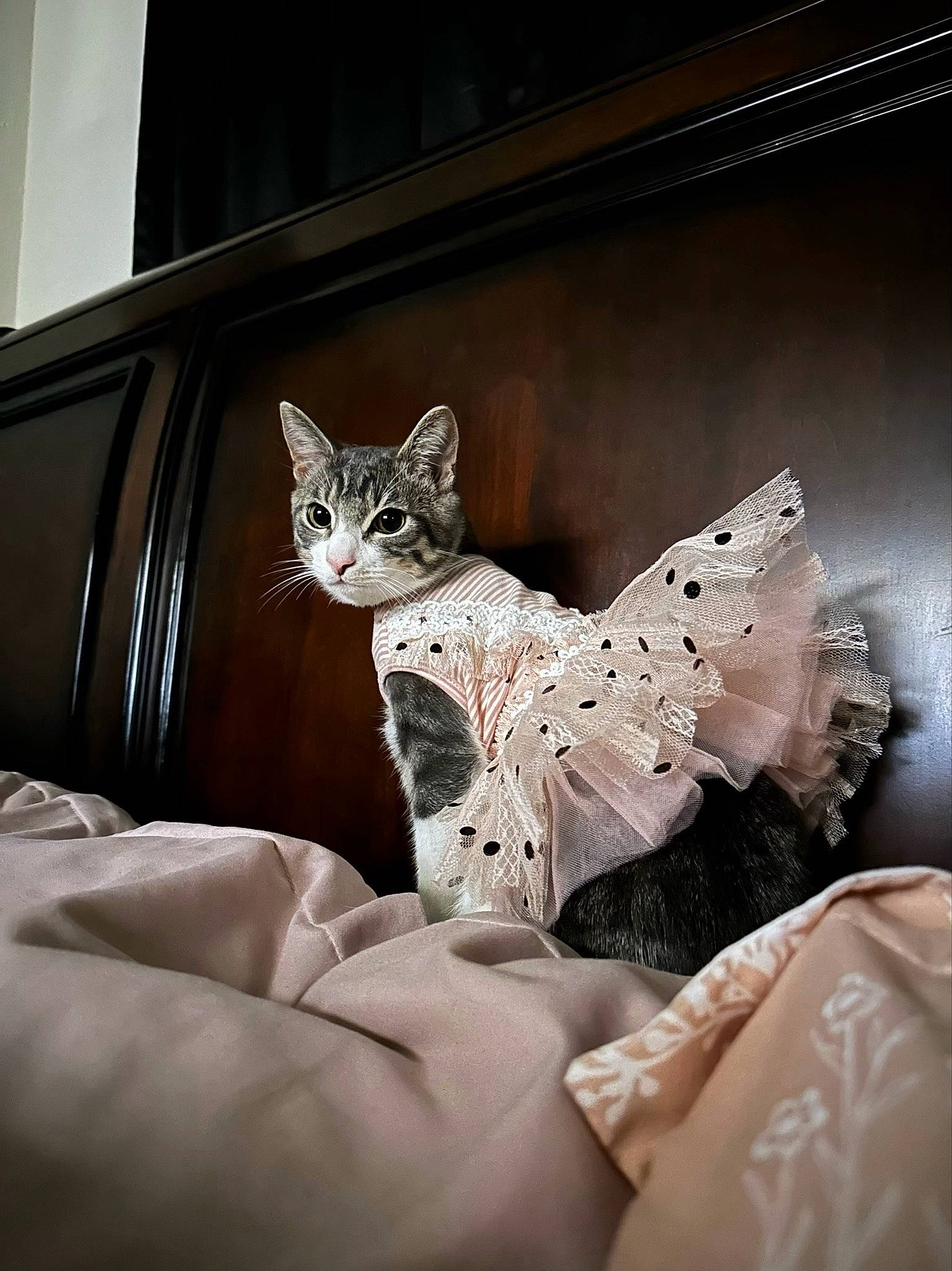 Kiwi is registered to the contest to win money with this photo: bed, bed_sheet, bedding, bedroom, carnivore, cat, comfort, event, fashion_accessory, felidae, fur, headpiece, linens, metal, pattern, room, small_to_medium_sized_cats, tail, whiskers, wood