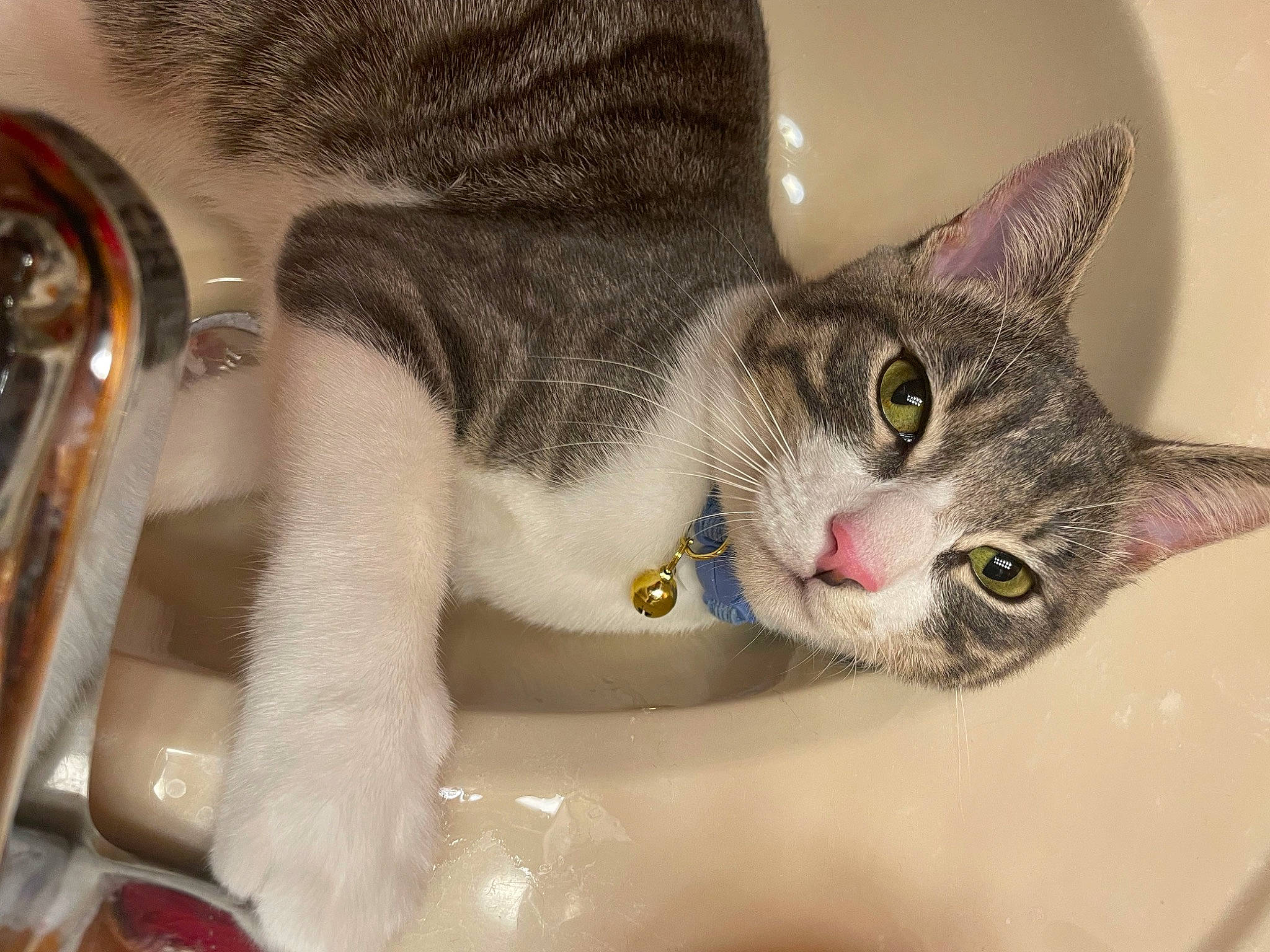 Kiwi joined the competition — help win amazing prizes! carnivore, cat, cat_supply, collar, comfort, domestic_short_haired_cat, ear, eyelash, felidae, fur, paw, pet_supply, small_to_medium_sized_cats, snout, tail, whiskers