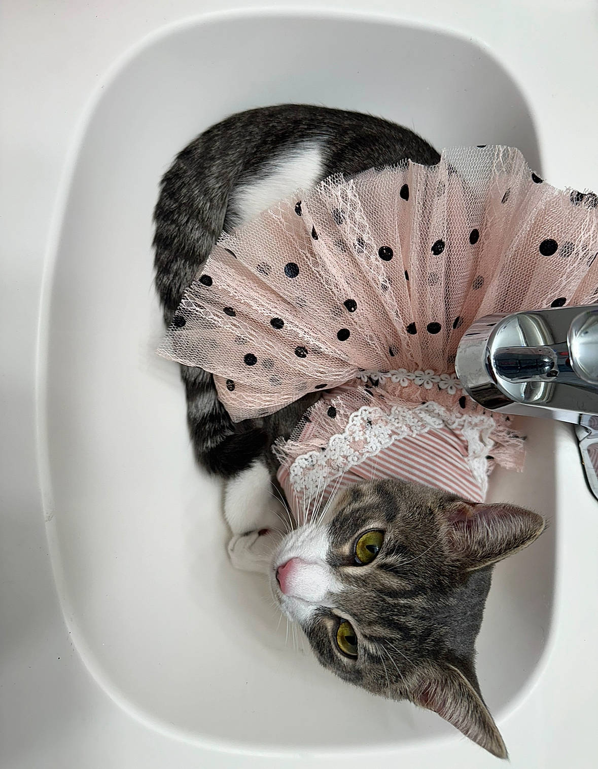 Kiwi is registered to the contest to win money with this photo: art, cap, cat, costume_hat, fashion_accessory, felidae, fur, hair_accessory, hand_fan, hat, headpiece, helmet, house, jewellery, linens, pattern, personal_protective_equipment, shelf, sleeve, whiskers