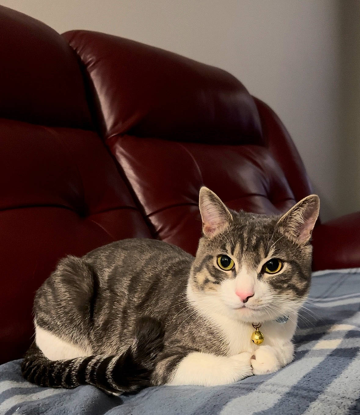 Kiwi joined the competition — help win amazing prizes! carnivore, cat, claw, comfort, couch, domestic_short_haired_cat, felidae, fur, grey, paw, sitting, sleeper_chair, small_to_medium_sized_cats, snout, studio_couch, tail, whiskers, window