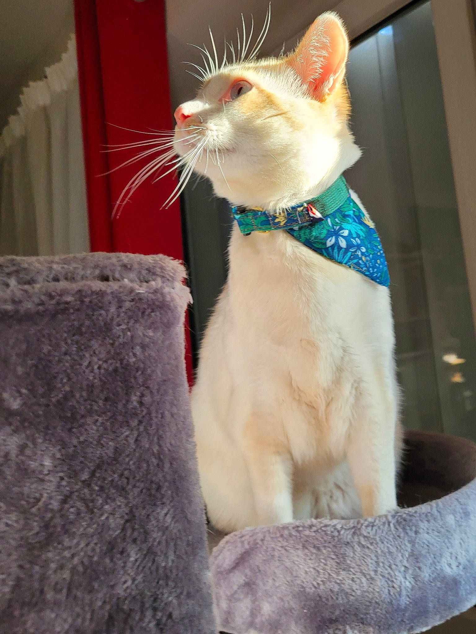 Edgar participe au concours pour gagner de l'argent avec cette photo : carnivore, cat, cat_supply, claw, collar, domestic_short_haired_cat, fawn, felidae, fur, paw, pet_supply, small_to_medium_sized_cats, snout, tail, whiskers