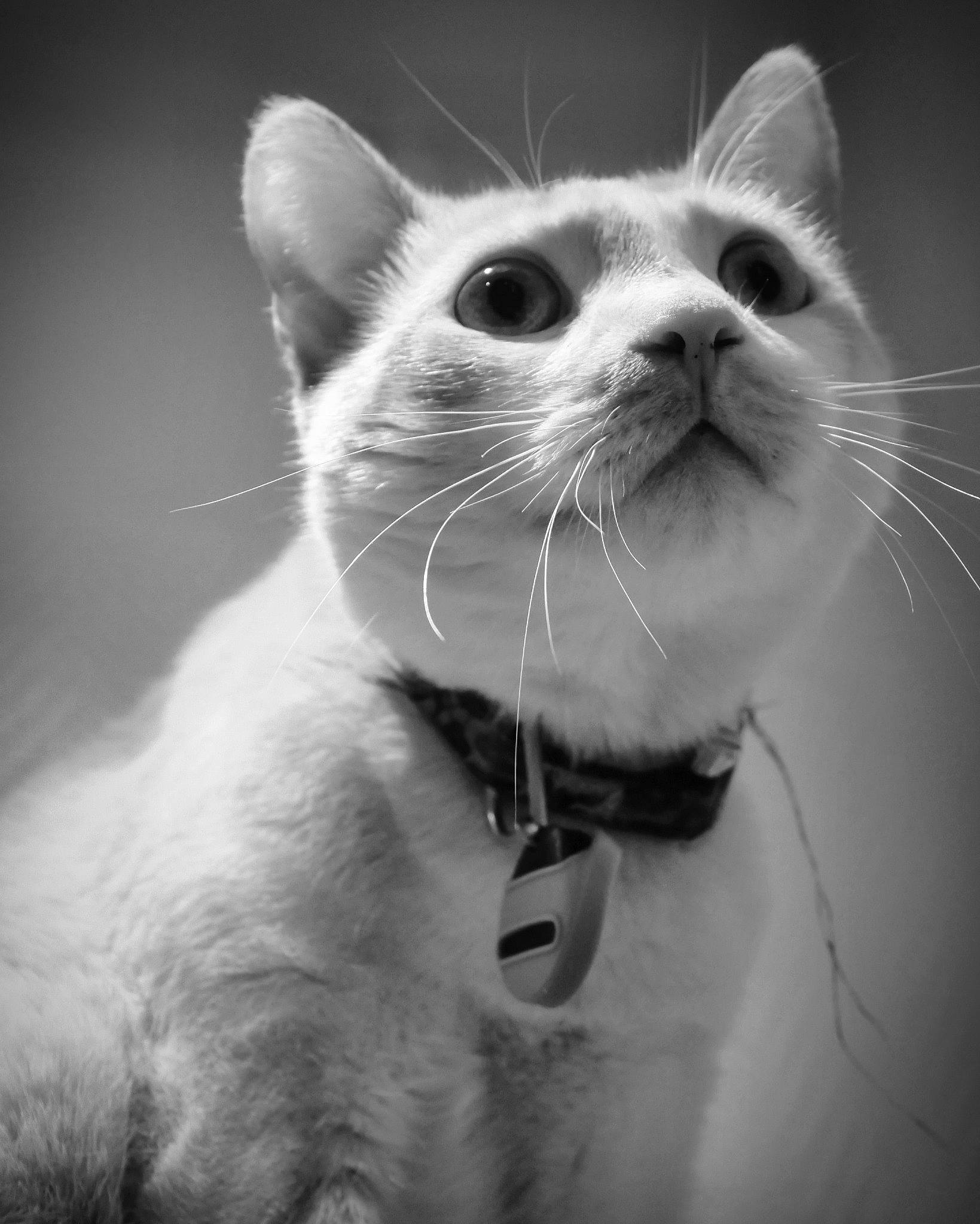 Edgar a rejoint le concours — aidez-le/la à gagner de superbes lots ! carnivore, cat, domestic_short_haired_cat, ear, eyelash, felidae, fur, happy, monochrome, monochrome_photography, paw, small_to_medium_sized_cats, smile, snout, terrestrial_animal, whiskers